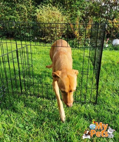 Freigehege YOUNGSTER Welpenlaufstall Welpenauslauf Welpen Hunde Laufstall