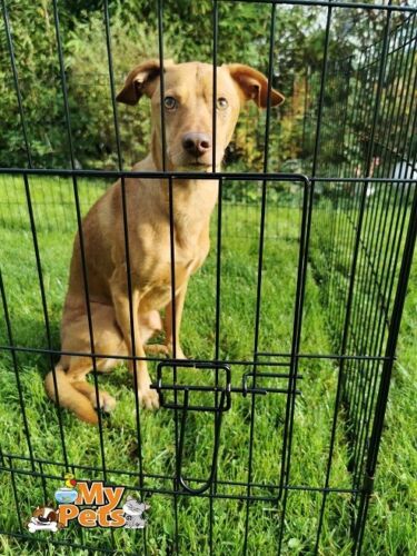 Freigehege YOUNGSTER Welpenlaufstall Welpenauslauf Welpen Hunde Laufstall
