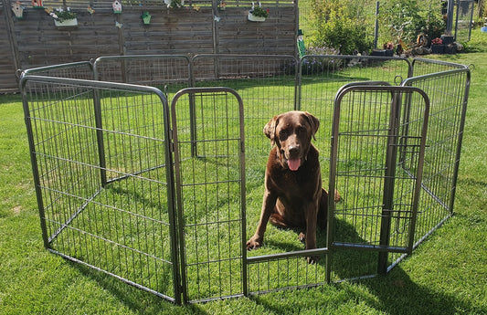 Freigehege YOUNG DOGS Welpenlaufstall Welpenauslauf Welpengitter Welpenzaun